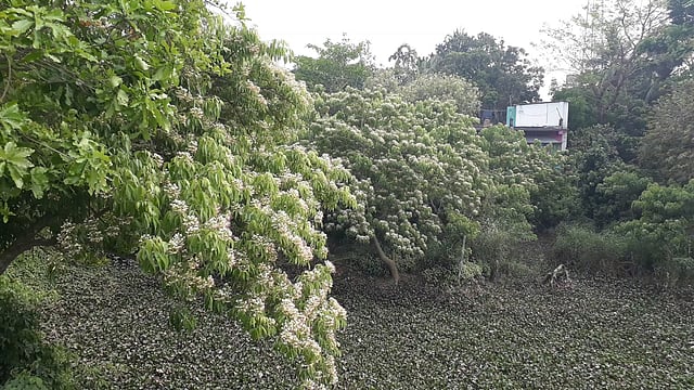 এখন বরুণ ফুলের সময়। ছবি: লেখক