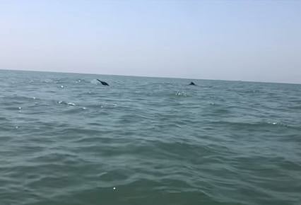 কক্সবাজারে ডলফিনগুলো পানিতে খেলছে। ছবি: ইউটিউব থেকে সংগৃহীত