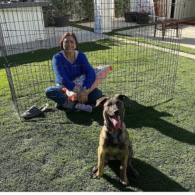 ১৮তম দিনের মতো ঘরে আছেন প্রীতি জিনতা। পাগলপ্রায় অবস্থা তাঁরও। এই ছবি পোস্ট করে জানিয়েছেন, তাঁর মা ব্রুনোকে সামাজিক দূরত্ব বোঝাচ্ছেন।