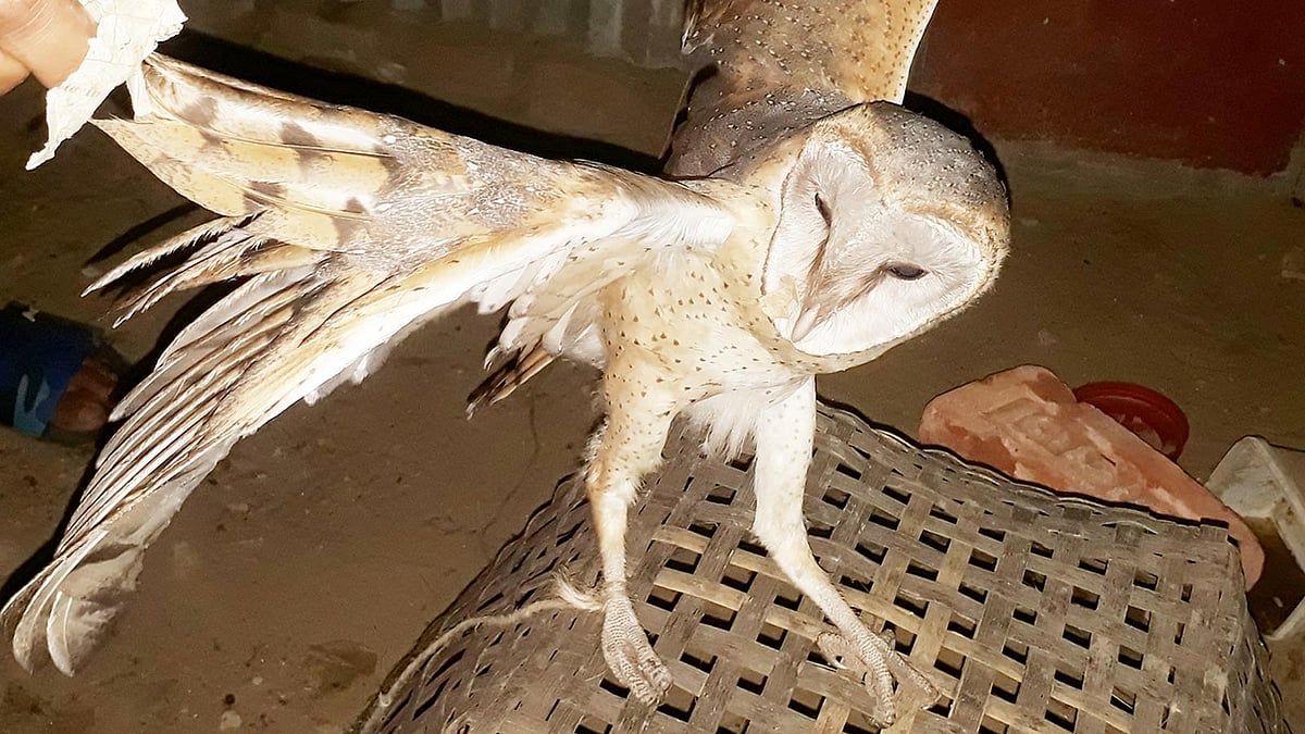 চিল আর একদল কিশোরের তাড়ায় মৃত্যুর মুখোমুখি হয় এই লক্ষ্মীপ্যাঁচা। পরে স্থানীয় এক ব্যক্তি পাখিটি বাঁচাতে এগিয়ে আসেন। দক্ষিণ জাঙ্গিরাই এলাকা, জুড়ী, মৌলভীবাজার, ৩০ মার্চ। ছবি: কল্যাণ প্রসূন