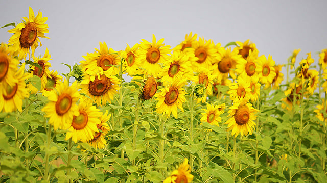 সরকারিভাবে প্রণোদনা পেয়ে হাওরের কৃষকদের কেউ কেউ সূর্যমুখীর চাষ শুরু করেছেন। ছবি: মোছাব্বের হোসেন