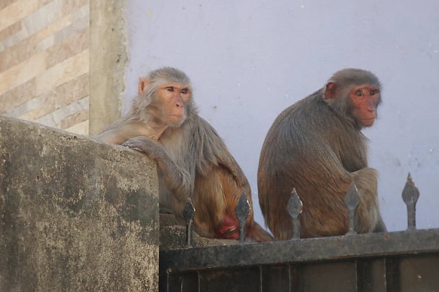 সিলেট নগরের গোয়াইটুলা এলাকায় চাষনী পীরের মাজারের আশপাশে টিলায় বাস করে শতাধিক বানর। মাজারে আসা দর্শনার্থীদের দেওয়া খাবার খায় তারা। করোনাভাইরাসের প্রভাবে মাজারে ভক্ত-দর্শনার্থীর সংখ্যা কমে যাওয়ায় বানরগুলো অভুক্ত হয়ে পড়েছে। গোয়াইটুলা, সিলেট, ৩০ মার্চ। ছবি: আনিস মাহমুদ