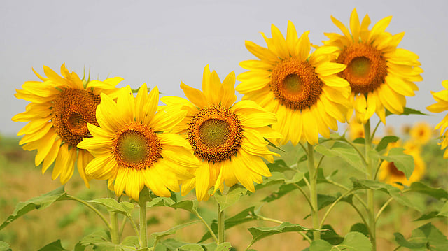 বীজ রোপণ থেকে শুরু করে সূর্যমুখী ফুল ফোটা ও পুনরায় বীজ সংগ্রহ করতে মোট ১১০ থেকে ১২০ দিন সময় লাগে। ছবি: মোছাব্বের হোসেন