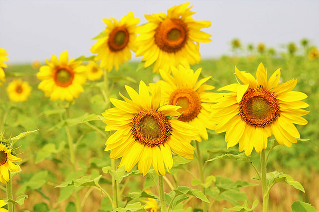 এবার রবি মৌসুমে উপজেলার বিভিন্ন এলাকার ৪০ জন কৃষককে রাজস্ব প্রণোদনা হিসেবে সূর্যমুখীর বীজ দেওয়া হয়েছে। ছবি: মোছাব্বের হোসেন