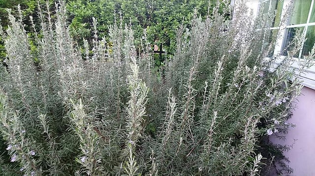 রোজমেরি ঝাড়