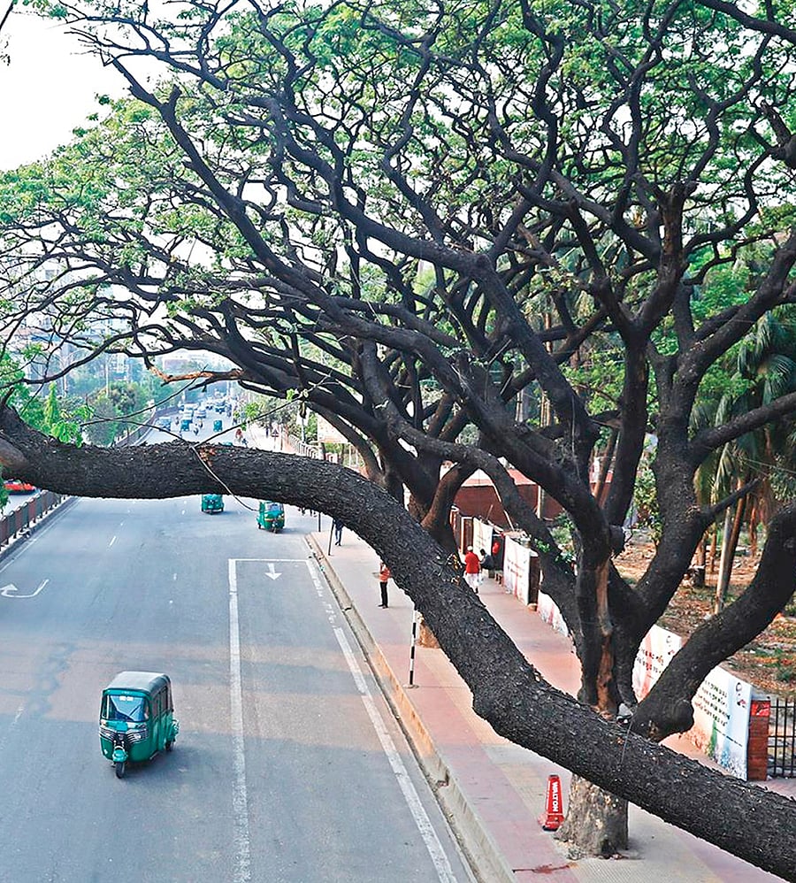 করোনাকালের ফাঁকা ঢাকা ঘরবন্দী মানুষকে দিয়েছে পাখির ডাক ও নীরবতার আনন্দ। ছবি: সাবিনা ইয়াসমিন