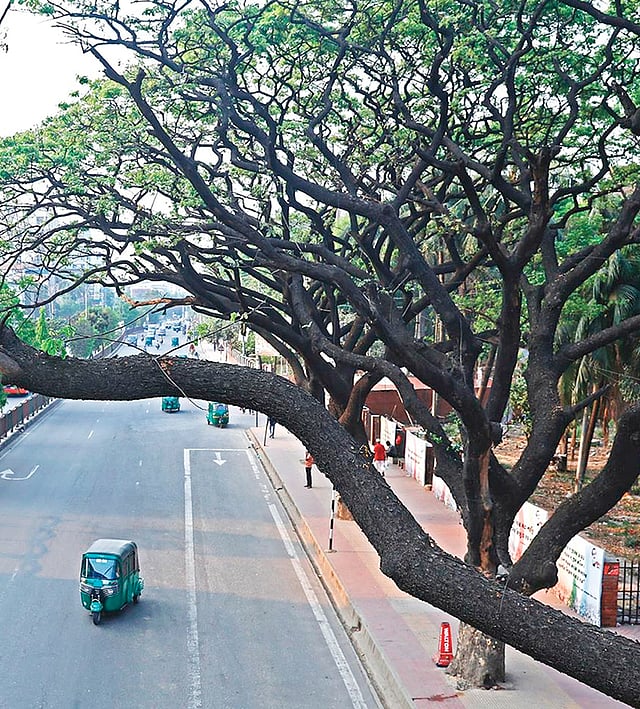 করোনাকালের ফাঁকা ঢাকা ঘরবন্দী মানুষকে দিয়েছে পাখির ডাক ও নীরবতার আনন্দ। ছবি: সাবিনা ইয়াসমিন