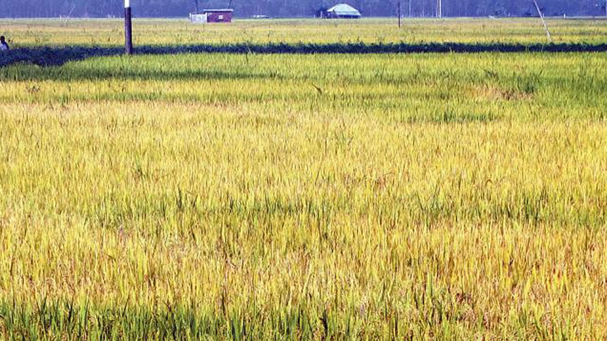 ফাইল ছবি