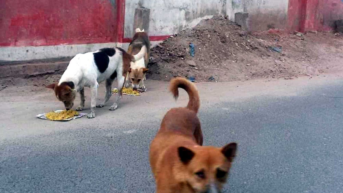 শহরের রেলগেট এলাকায় খাবার খাচ্ছে অভুক্ত কুকুর। রাজবাড়ী, ১০ এপ্রিল। ছবি: প্রথম আলো