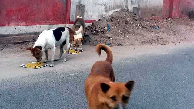 শহরের রেলগেট এলাকায় খাবার খাচ্ছে অভুক্ত কুকুর। রাজবাড়ী, ১০ এপ্রিল। ছবি: প্রথম আলো
