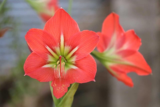 পাহাড়ে ফুটেছে লিলি ফুল। লিলি বিভিন্ন রঙের হয়ে থাকে। শরৎচৌধুরী পাড়া, খাগড়াছড়ি, ১২ এপ্রিল। ছবি: নীরব চৌধুরী