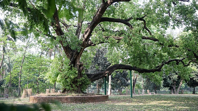 বাংলা নতুন বছরকে বরণ করে নেওয়ার কোনো প্রস্তুতি নেই রমনার বটমূলে। করোনাভাইরাস রোধে এবার পালিত হচ্ছে না নববর্ষের উৎসব। ঢাকা, ১৩ এপ্রিল। ছবি: আবদুস সালাম