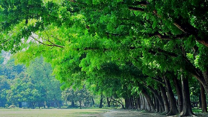রাজশাহী বিশ্ববিদ্যালয়ের ক্যাম্পাসের গাছগুলো সবুজে সেজেছে। ১৪ এপ্রিল সকালে। ছবি: প্রথম আলো