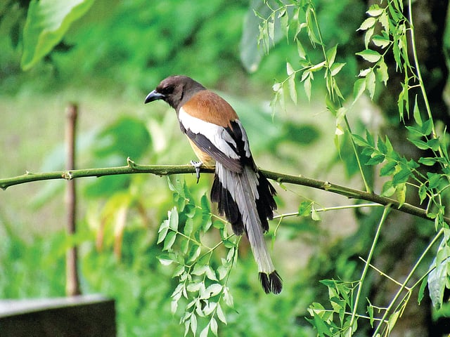 পাখির রাজ্যে অনাকাঙ্ক্ষিত মেহমান হাঁড়িচাঁচা