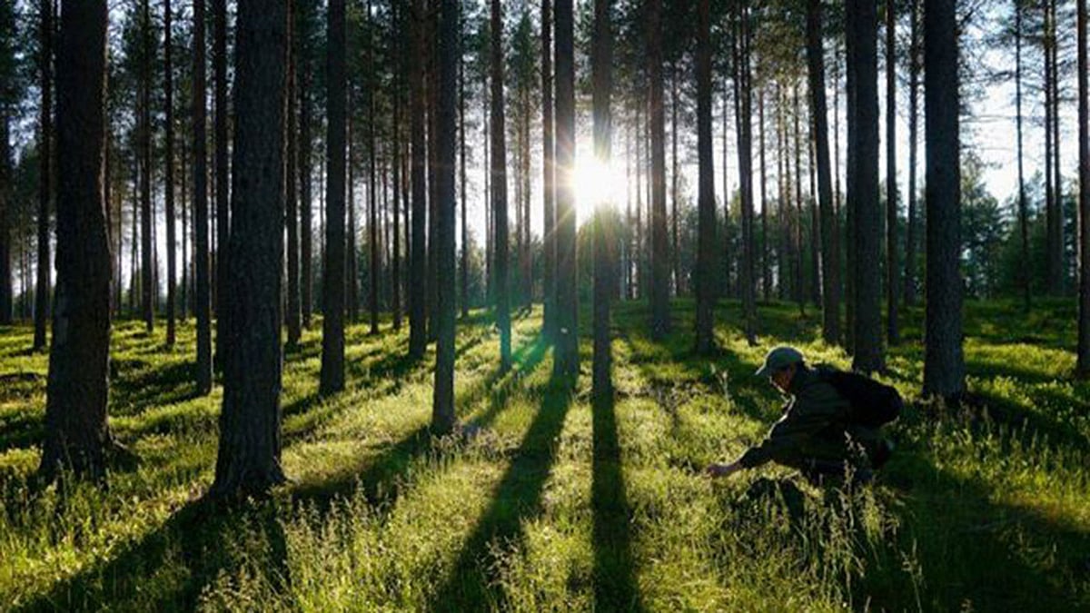 প্রকৃতির সংস্পর্শে ২০ মিনিট সময় কাটালে আপনার দুশ্চিন্তা সংশ্লিষ্ট হরমোনের মাত্রা কমে আসবে। ছবি: এএফপি