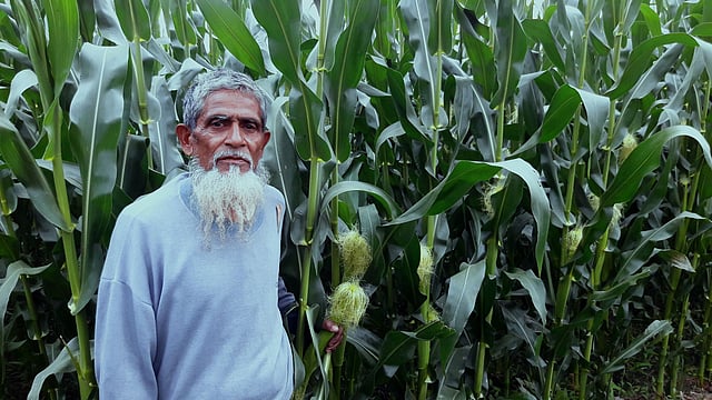 ফসল ঘরে উঠলেও দাম পাবেন কি না, এটি নিয়ে চিন্তিত কৃষক। ছবি: প্রথম আলো