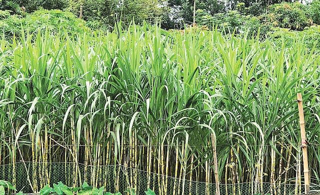 আখ খেত। ফাইল ছবি