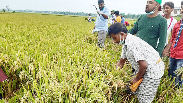 অসুস্থ কৃষকের জমির ধান কেটে দিচ্ছেন শিক্ষক-স্কাউটের সদস্যরা। শুক্রবার মৌলভীবাজারের জুড়ী উপজেলার পশ্চিম বেলাগাঁও এলাকায়। ছবি: কল্যাণ প্রসূন