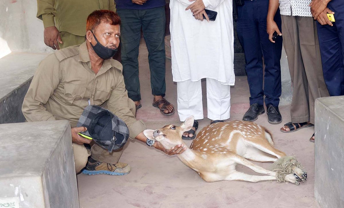 পিরোজপুরের মঠবাড়িয়া উপজেলার লোকালয়ে আসা একটি চিত্রা হরিণ উদ্ধার করে বন বিভাগের কাছে হস্তান্তর করেছে পুলিশ। আজ শুক্রবার সকালে মঠবাড়িয়া থানা প্রাঙ্গণে। ছবি: এ কে এম ফয়সাল