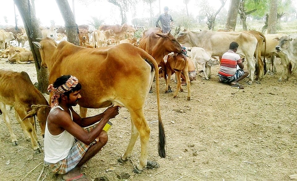 গরুর দুধ দোয়ানোর কাজ করছেন গোয়ালরা। চাঁপাইনবাবগঞ্জ সদর উপজেলার ঝিলিম ইউপির লাগোয়া রাজশাহীর গোদাগাড়ী উপজেলার দোয়াতপোখরা এলাকায়। ছবি: প্রথম আলো
