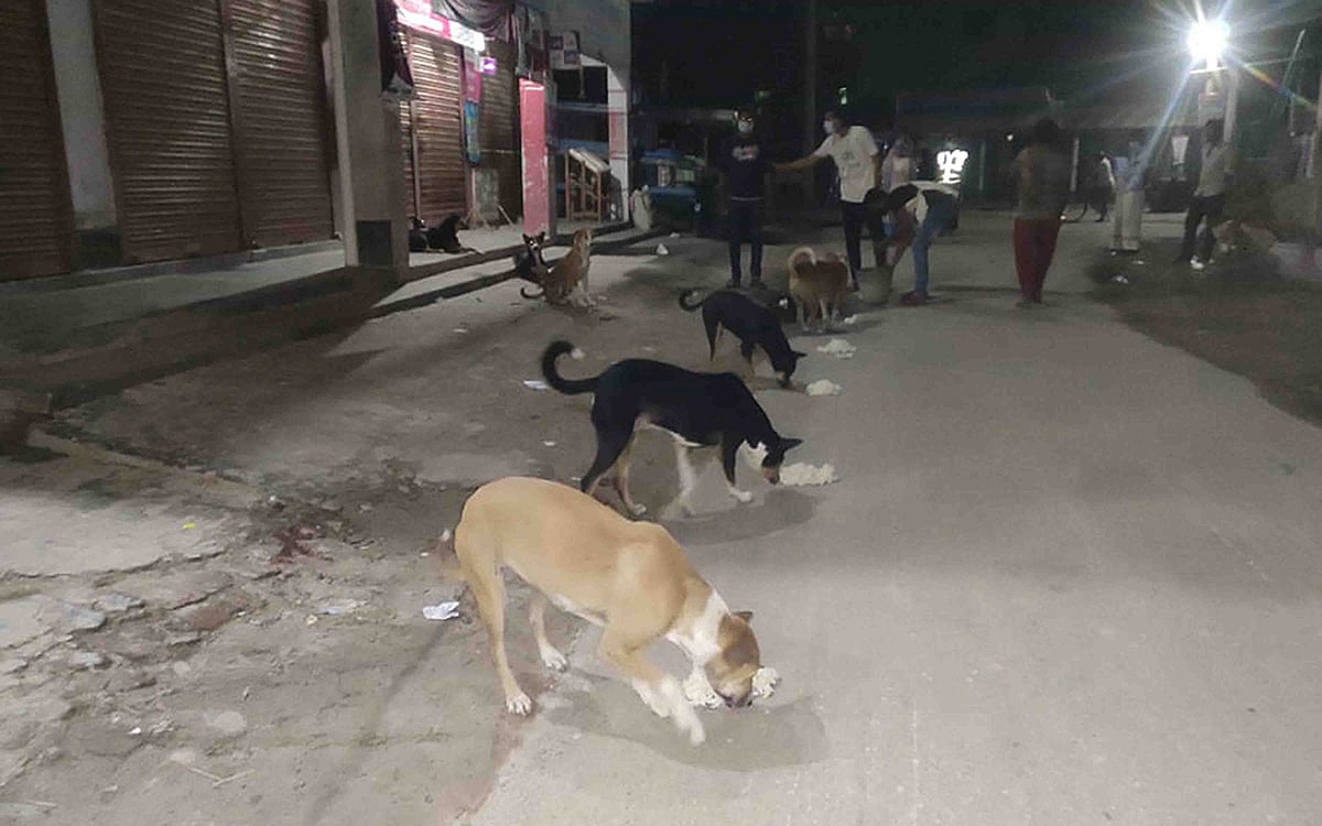 নাটোরে বাগাতিপাড়া পৌর মার্কেটের রাস্তায় গত বুধবার রাতে কুকুরদের রান্না করা খাবার খাওয়াচ্ছেন সিপিসি সদস্যরা। ছবি: মুক্তার হোসেন