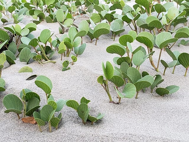 সৈকতে মাটির ক্ষয়রোধ এবং শুকনো উড়ন্ত বালুরাশিকে আটকে বালুর পাহাড় বা বালিয়াড়ি তৈরির প্রধান কারিগর এই সাগরলতা। ছবি: প্রথম আলো