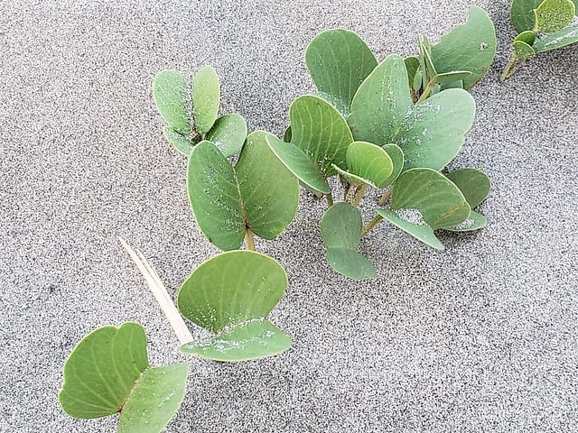 সাগরলতা সৈকতে বালু স্থিতিশীলতার কাজ করে থাকে। ছবি: প্রথম আলো