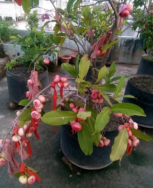 ঢাকা শহরের লাখো ভবনের ছাদে এমন গাছ রোপণ করা যেতেই পারে। ছবি: সংগৃহীত