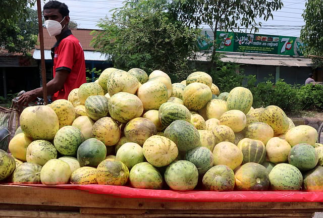 করোনার বিস্তারে  ঘরের বাইরে যাওয়া নিষেধ। কিন্তু ঘরে বসে থাকলে পেটের ক্ষুধা মিটবে কী করে। মৌসুমী ফল বাঙ্গি বিক্রির জন্য বেরিয়েছেন এই ব্যক্তি । স্টেশন সড়ক, বগুড়া, ৫ মে।  ছবি: সোয়েল রানা