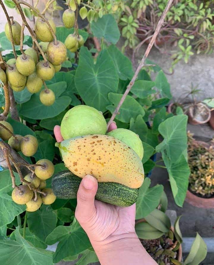 এই নগরে এখন ছাদে অনেকেই ফলদ গাছ রোপণ করেন। এটি ব্যাপক আকারে করা দরকার। ছবি: সংগৃহীত