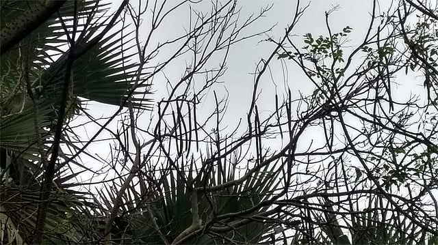 ছবিটি রূপগঞ্জের দাউদপুর এলাকা থেকে তোলা। ছবি: লেখক