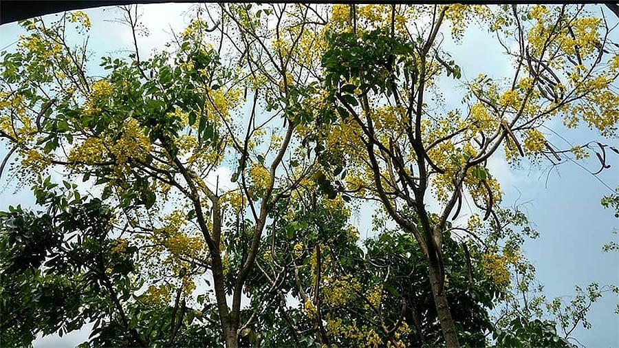 সোনালু ফুল। ছবিটি নারায়ণগঞ্জ জেলা প্রশাসকের কার্যালয়ের সামনে থেকে তোলা। ছবি: লেখক