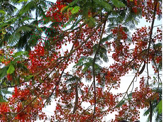 কৃষ্ণচূড়াগাছ। ছবি: আশরাফুল ইসলাম