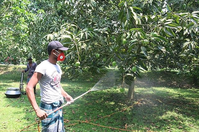 করোনাভাইরাসের কারণে এ বছর হাঁড়িভাঙা আমের বাজার নিয়ে বিপাকে পড়েছেন চাষিরা। ছবি: মঈনুল ইসলাম