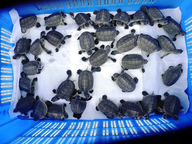 করমজল পর্যটন ও বন্যপ্রাণী প্রজনন কেন্দ্রে বিলুপ্তপ্রায় বাটাগুর বাসক প্রজাতির কচ্ছপের সদ্য জন্ম নেওয়া ৩৩টি ছানা। ছবি: প্রথম আলো