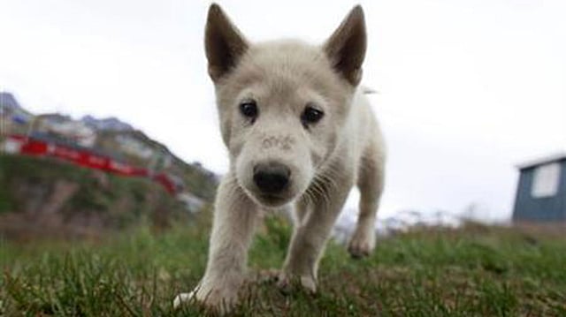 কুকুর। প্রতীকী ছবি