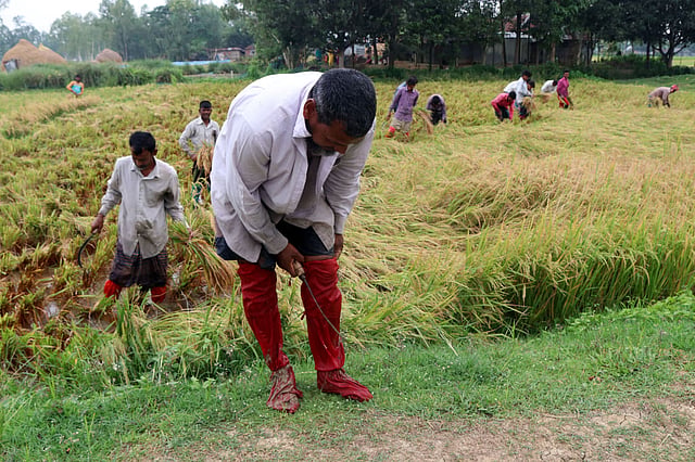 বৃষ্টিতে পাকা ধানের খেতে পানি জমেছে। বেড়েছে জোঁকের উপদ্রব। তাই কৃষকেরা কাপড় দিয়ে মোজা তৈরি করে ধান কাটছেন। কুন্দারহাট এলাকা, নন্দীগ্রাম,  বগুড়া, ১৭ মে  । ছবি: সোয়েল রানা