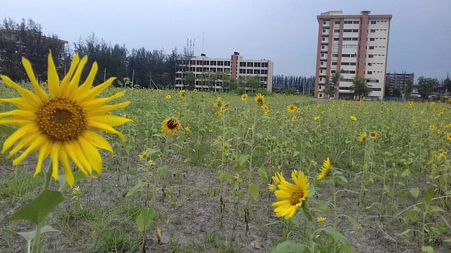 দর্শকবিহীন রাজ্যে চলছে সূর্যমুখীর হেলাফেলা। ছবি: তারেক রহমান ঈমন