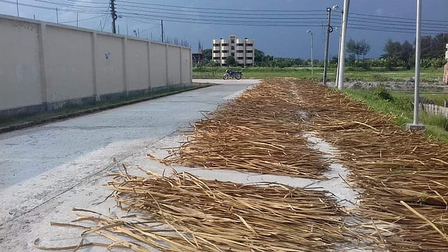 বঙ্গমাতা হলের সামনে ফাঁকা রাস্তায় শুকানো হচ্ছে মাদুর তৈরির উপকরণ। ছবি: তারেক রহমান ঈমন