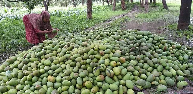 ঘূর্ণিঝড় আম্পানে নিজের বাগানের ঝরে পড়া আম জড়ো করছেন এক নারী। পীরগাছা গ্রাম, বাঘা উপজেলা, রাজশাহী, ২১ মে। ছবি: প্রথম