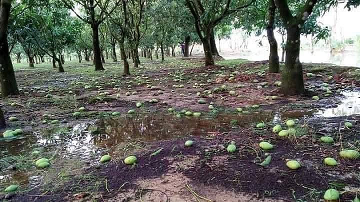 ঘূর্ণিঝড় আম্পানের তাণ্ডবে ঝরে পড়েছে গাছের আম। ইসলামপুর এলাকা, সাপাহার, নওগাঁ, ২১ মে। ছবি: প্রথম আলো