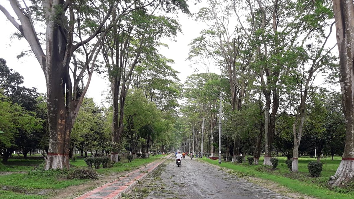 ঘূর্ণিঝড় আম্পানেও তেমন ক্ষতি হয়নি প্যারিস রোডের গাছগুলোর। বৃহস্পতিবার সকালে রাজশাহী বিশ্ববিদ্যালয়ে। প্রথম আলো