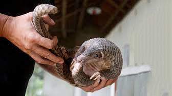 চীনে বন্য প্রাণী থেকে করোনাভাইরাস ছড়িয়েছে বলে ধারণা করা হয়। ছবি: রয়টার্স