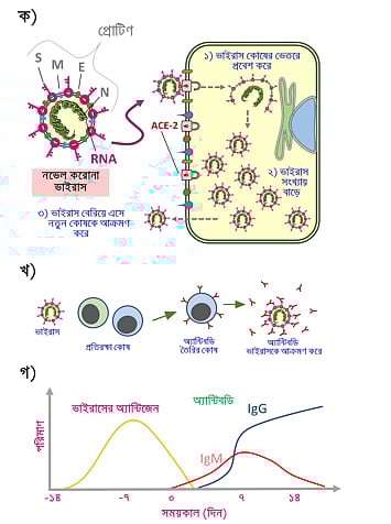 করোনাভাইরাসের জীবন চক্র বনাম দেহে অ্যান্টিবডি প্রস্তুতি। ছবি: লেখক