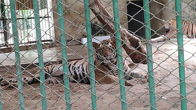 পশুপাখিরা আছে যে যার মতো। ছবি: প্রথম আলো