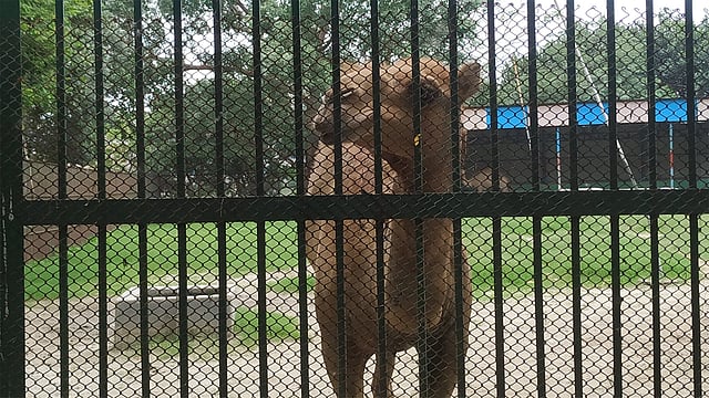 প্রাণীরা বেশ ভালে আছে। ছবি: প্রথম আলো