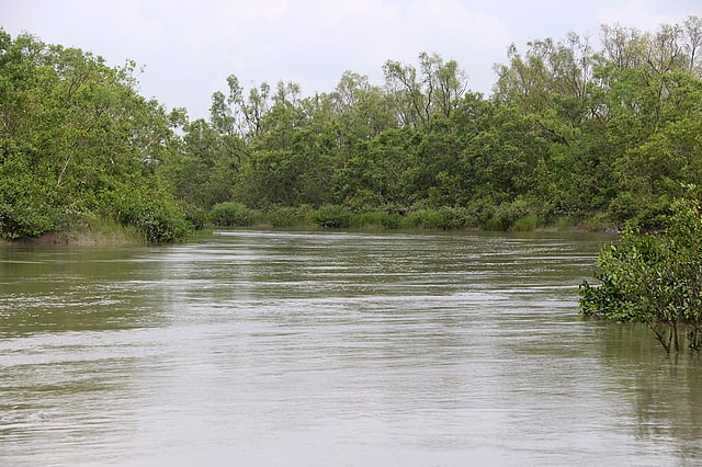 বারবার প্রাকৃতিক সুরক্ষাব্যূহ হয়ে সুন্দরবন বুক পেতে দিয়ে আমাদের রক্ষা করে। ছবি: প্রথম আলো