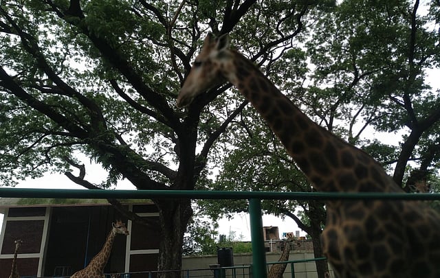 মহা আনন্দে দিন কাটাচ্ছে পশুপাখিরা। ছবি: প্রথম আলো