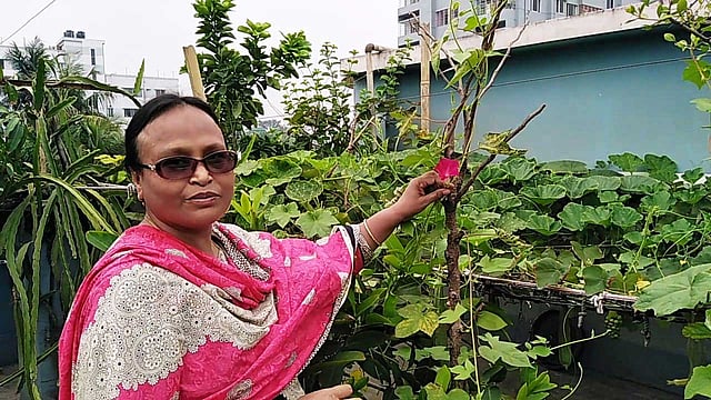 নিজের বাড়ির ছাদ বাগান ঘুরে দেখাচ্ছেন সুলতানা ফেরদৌসী। বুধবার সকালে দিনাজপুর শহরের বালুবাড়ি এলাকায়। ছবি: রাজিউল ইসলাম