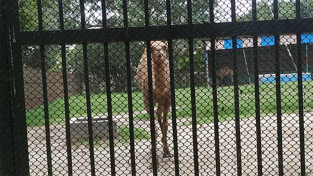 আনন্দে থাকায় প্রাণীদের খাবারের চাহিদা বেড়ে গেছে। ছবি: প্রথম আলো